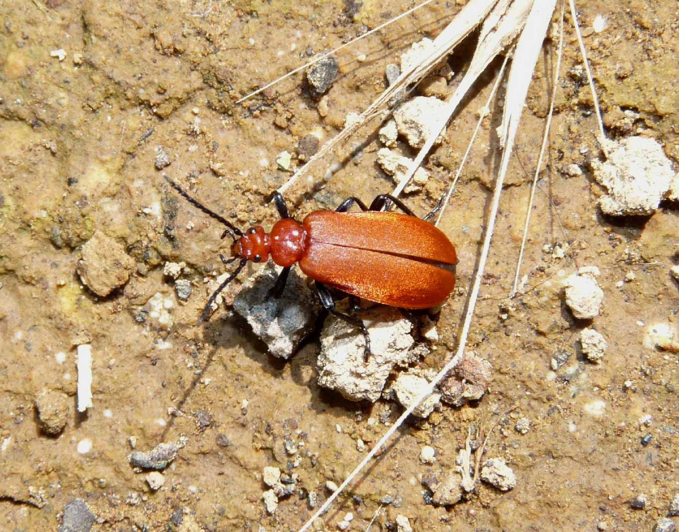 Pyrochroidae